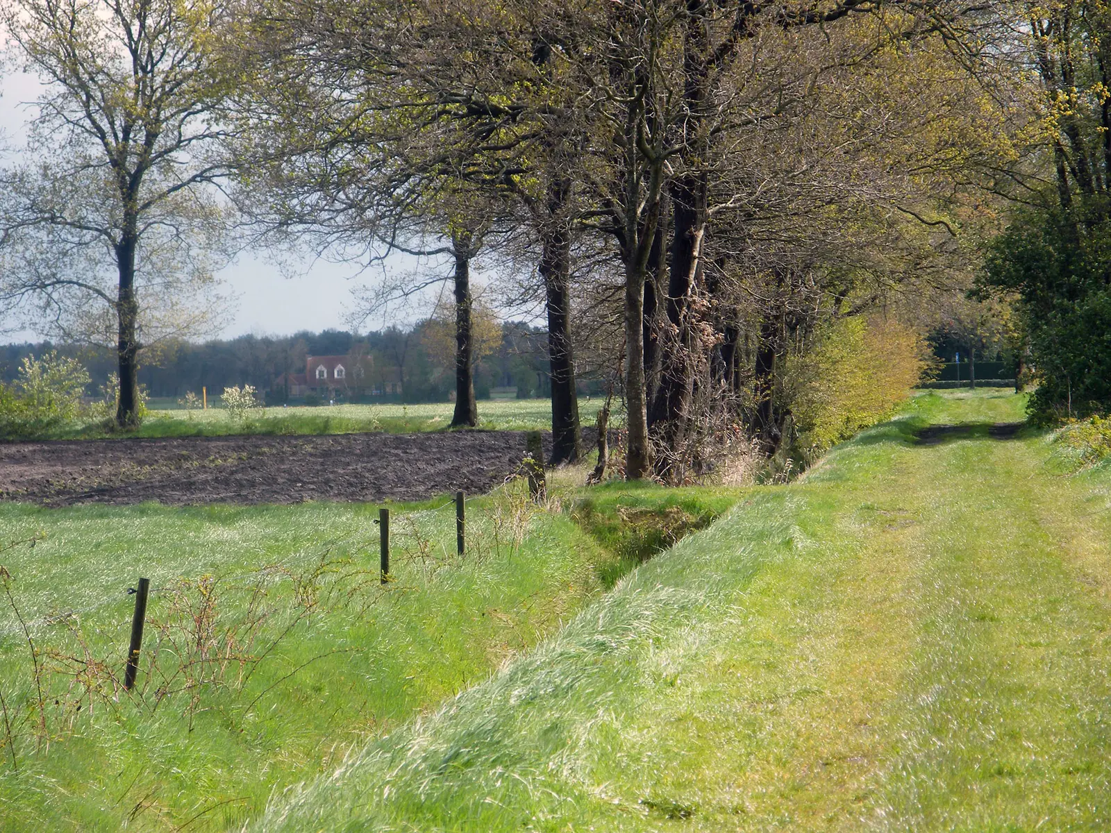 Groen wandelpad langs bomen en akkers