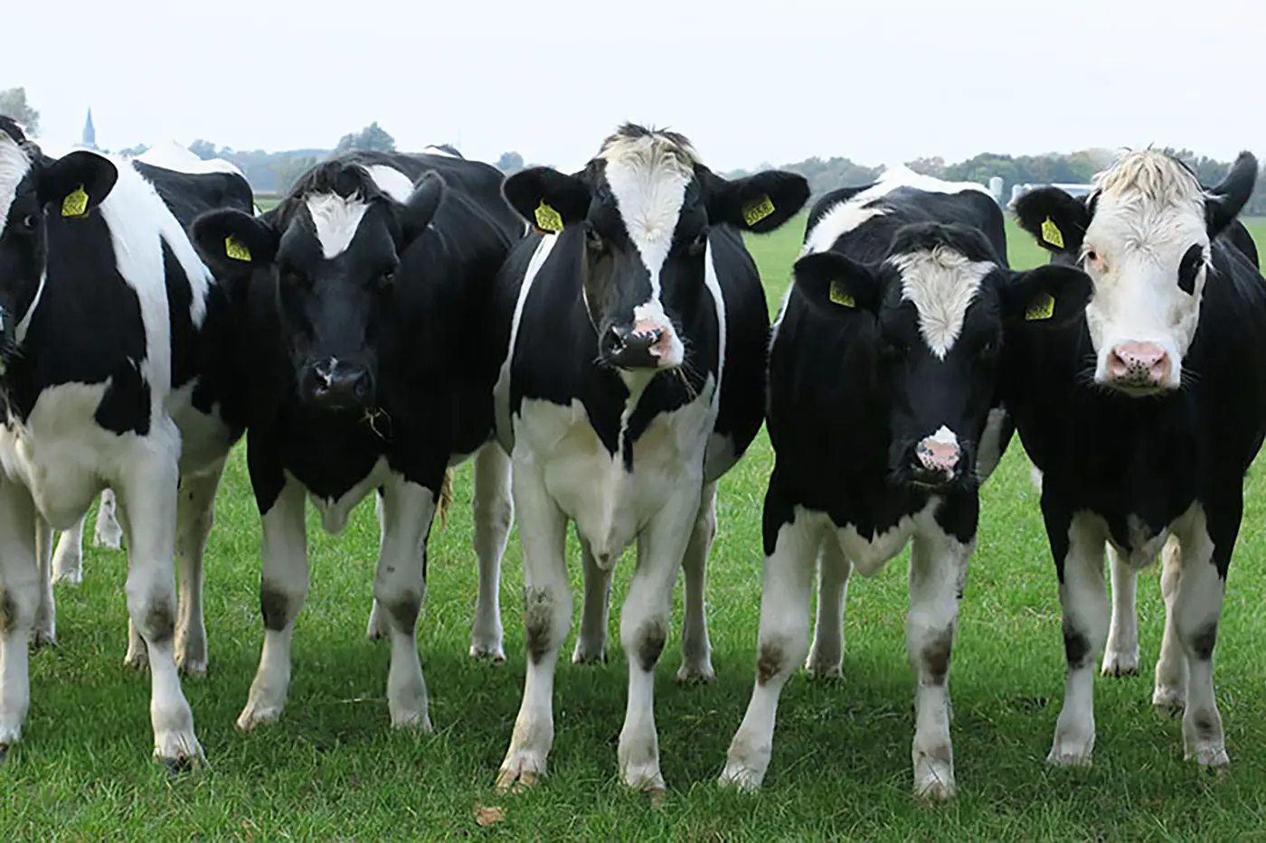 Een groep koeien staat in een groene weide