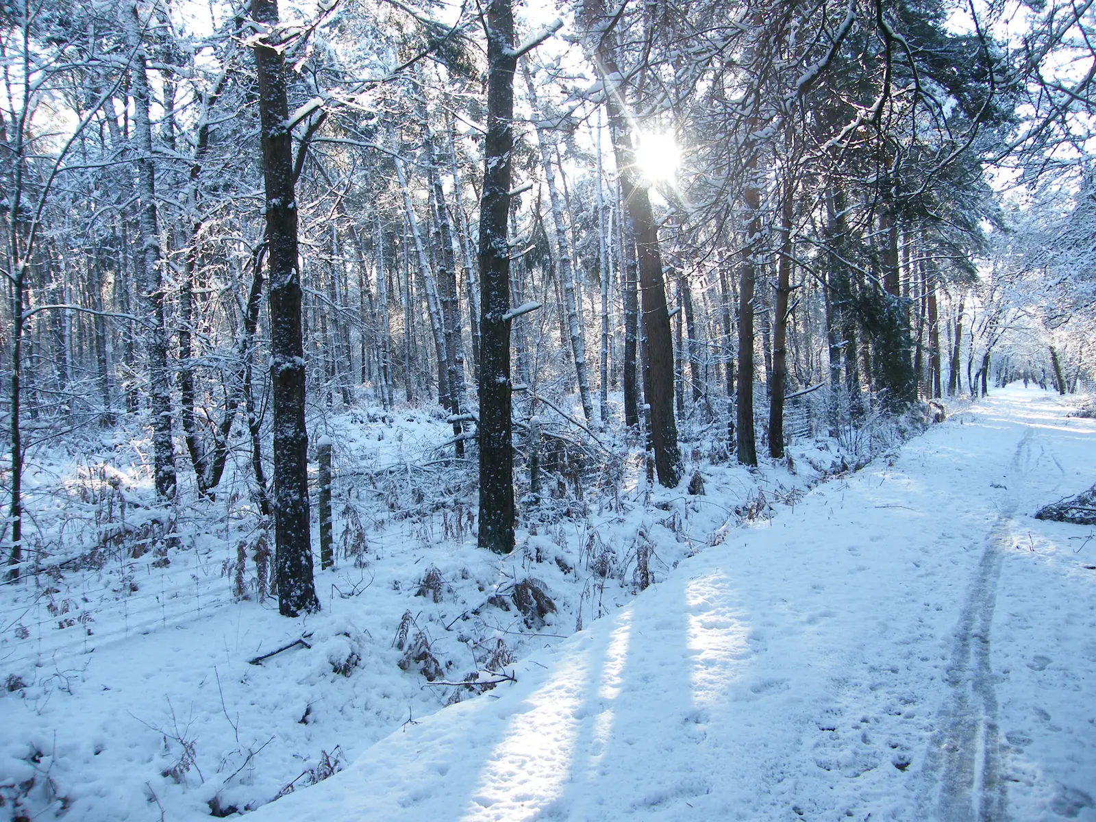 Bospad tussen besneeuwde bomen